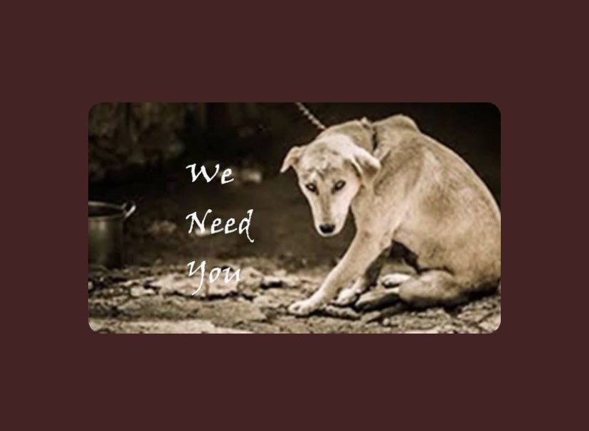 reetuuk's tweet photo. #emotionalappeal #saveanimals #helpanimals https://t.co/yZHFRwsm1X