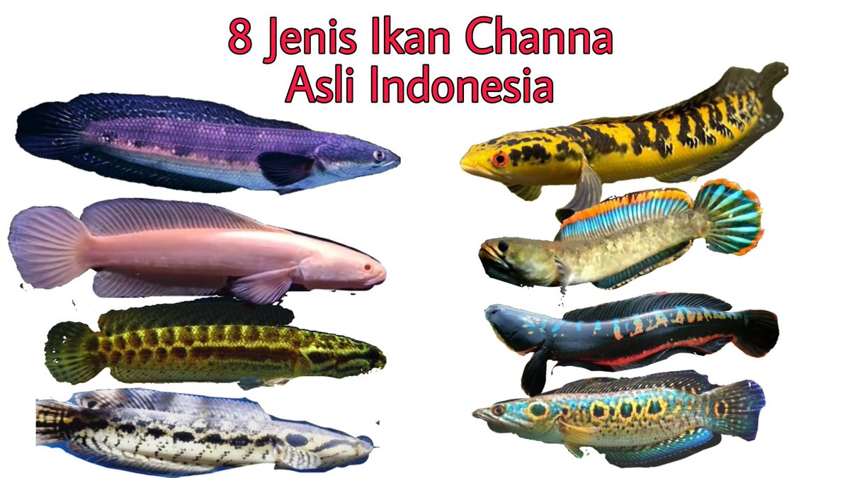 Umam_lah's tweet photo. Yuk cari tau jenis ikan gabus hias asli Indonesia yang jadi incaran penghobi ikan sampai mancanegara. 
https://t.co/dVQ0jbkuJW https://t.co/9CdtnMDqTe