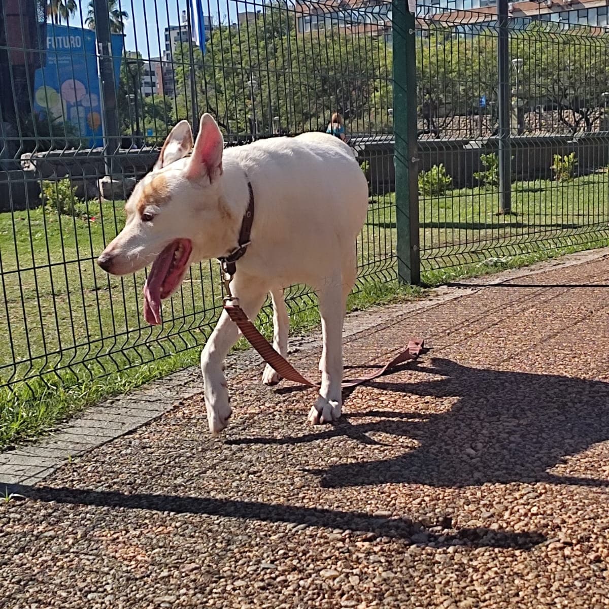 🐶 ROMA EN ADOPCIÓN 🐶
🐾 2 años
🐾 tamaño mediano 
🐾 es muy educada y aprende rápido
🐾 Acostumbrada a departamento 
Si Querés que sea tu compañera, escribinos 3584497367 o completa el formulario de adopcion
docs.google.com/forms/d/e/1FAI…
<a href="/VivireNuevaCba/">VivirenNuevaCórdoba®</a> <a href="/yo_nva/">YoVendoNvaCba</a> @en_guemes <a href="/pdeperros/">Patitas de Perros</a>