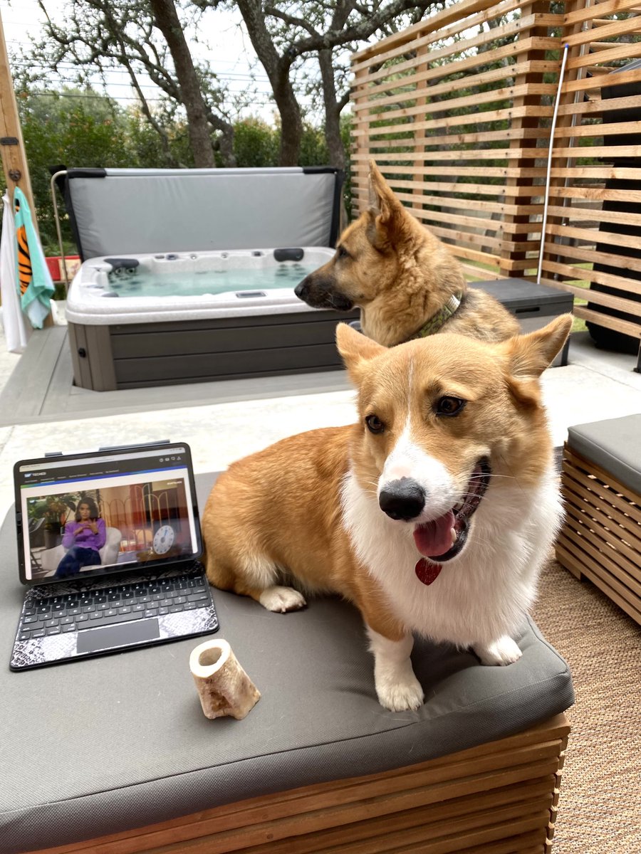 mrsmhuang's tweet photo. THOR and TRON are ready for #SAPTechEd #PetsOfSAP #SAPCommunity โฆ@LifeatSAPโฉ ๐พ๐ถ๐ค https://t.co/ZQH9vGPTRs