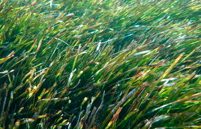 IPacuicultura's tweet photo. El proyecto #PosiGenome, presentado ayer en @IMEDEA_UIB_CSIC , se ha marcado como objetivo estudiar y desgranar el genoma completo de la #Posidonia oceanica https://t.co/LwUBUHvwQ0
Participan en el mismo, además del IMEDEA, que lo lidera, @CRAGENOMICA, @UniOslo e @IBEROSTAR https://t.co/Gy1SzRQKiG