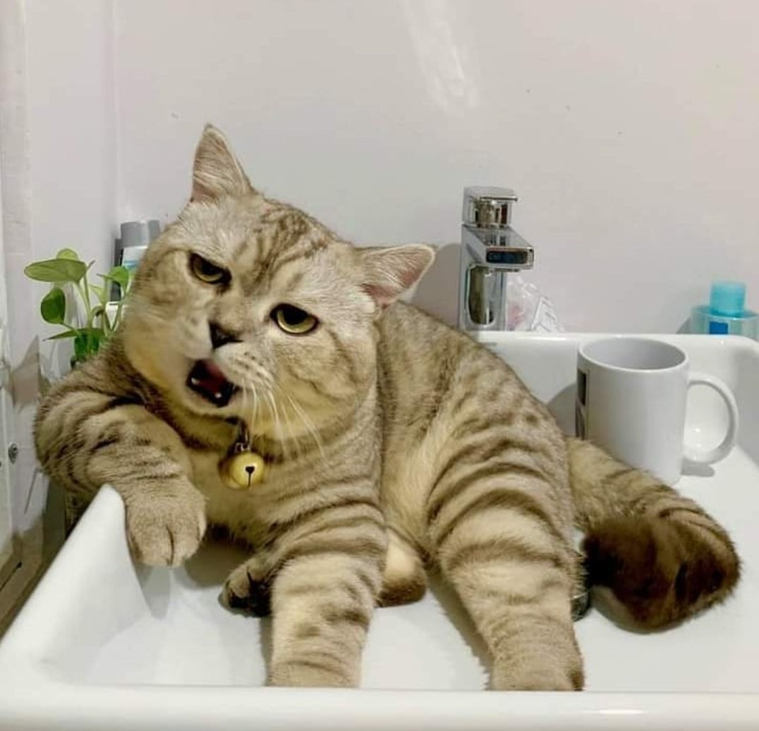 Вальяжно значение. Вальяжный вид. Вальяжный. Вальяжность фото. Кот сидит на кресле.