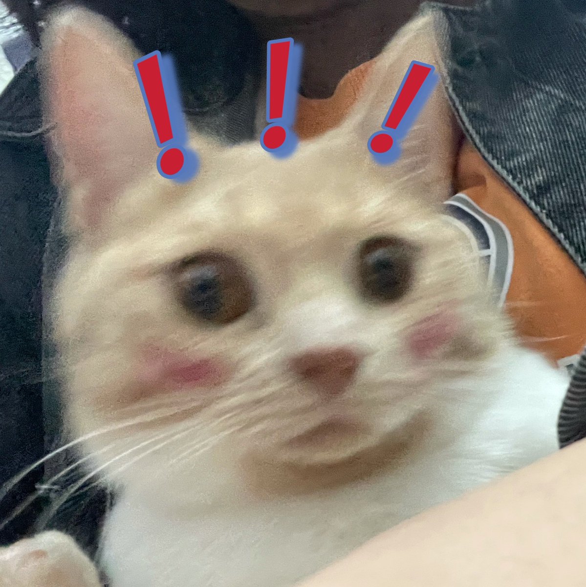 solsticeHRR's tweet photo. 冬橘四连拍 https://t.co/o7sozaaUc8