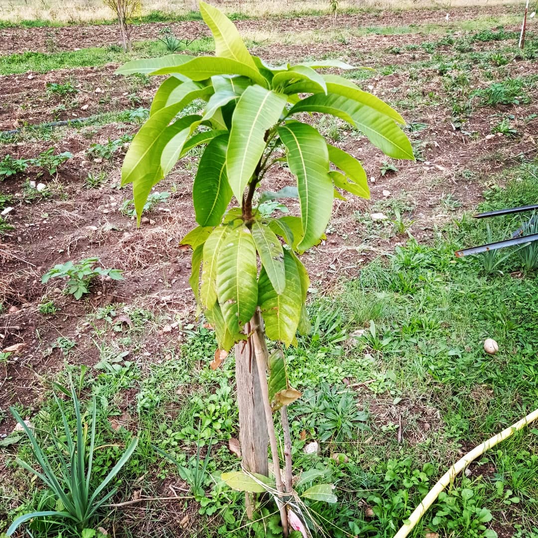 ClaireBC3's tweet photo. Un #vergermaraicher d'envergure au Potager du Nebbiu ! Plein d'arbres fruitiers associés, parfois exotiques, comme les manguiers qui se plaisent bcp ici, photo 2, pour anticiper le changement climatique en #mediterranee @IciOnSeme
@purprojet #agroforesterie #Corse #plantforgood https://t.co/viK30rJq78