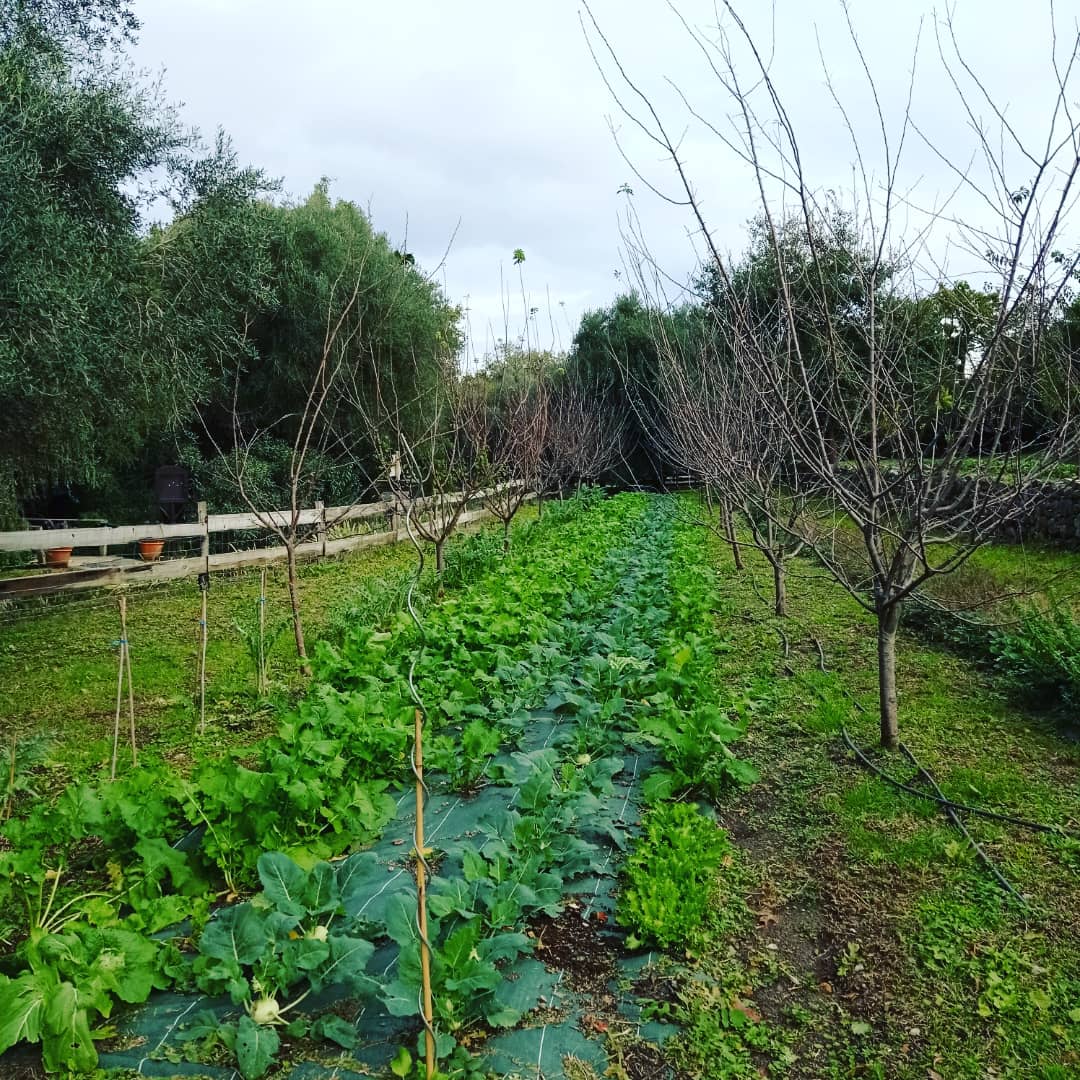 ClaireBC3's tweet photo. Un #vergermaraicher d'envergure au Potager du Nebbiu ! Plein d'arbres fruitiers associés, parfois exotiques, comme les manguiers qui se plaisent bcp ici, photo 2, pour anticiper le changement climatique en #mediterranee @IciOnSeme
@purprojet #agroforesterie #Corse #plantforgood https://t.co/viK30rJq78