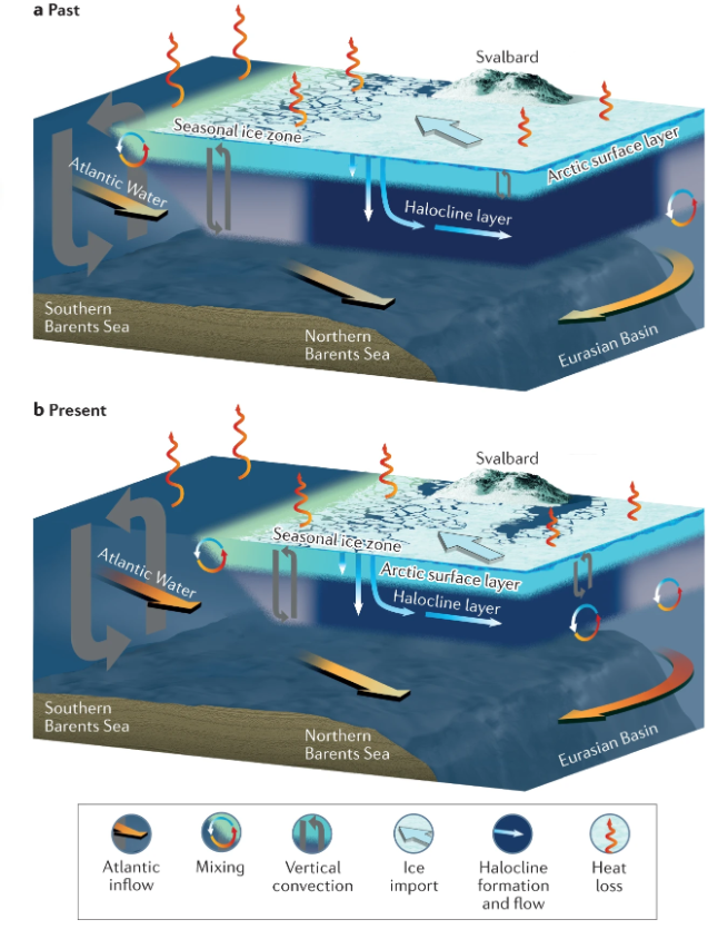 NatRevEarthEnv's tweet photo. #Arctic waters are transitioning to a state more closely resembling the #Atlantic, due to strengthening inflows of Atlantic Water 🌊

This Review examines the physical &amp; ecological manifestations, drivers &amp; implications of Atlantification

https://t.co/8fpANFZGXS🐻‍❄️ https://t.co/oVGTwxBery