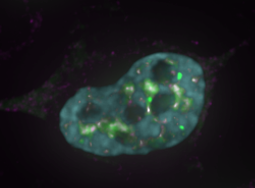 Looking for a PhD student (from Sept'22) to join is in brand new labs. How do cells organise various types of RNA and how is this affected in disease? Two bites at the funding cherry: <a href="/EastbioDTP/">EastBio DTP</a> or <a href="/univofstandrews/">University of St Andrews</a> Pls contact me for details! bit.ly/3FjCJkx