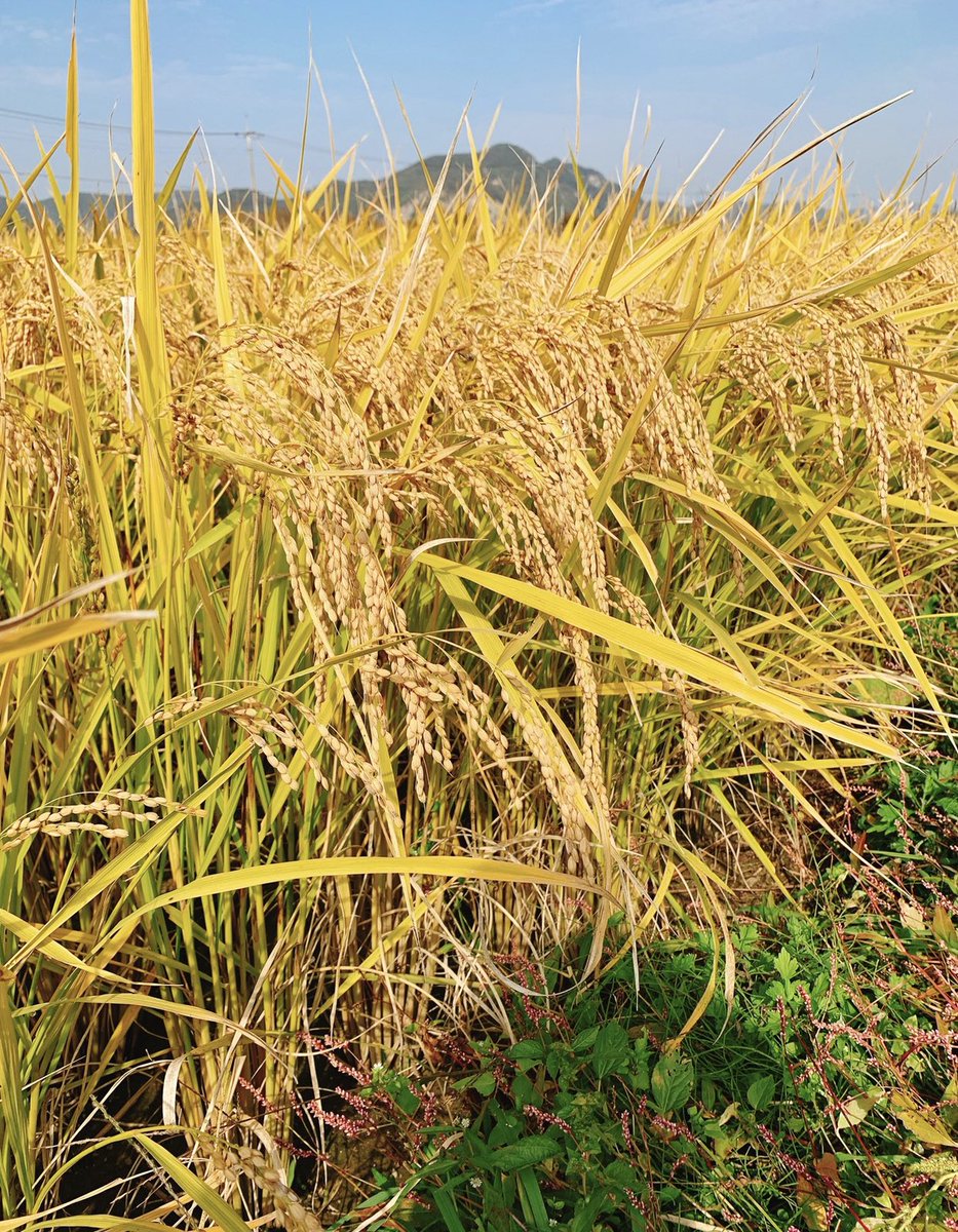 dalpumeun's tweet photo. 📍🌾햅쌀🌾판매광고📍
친환경 우렁이농법으로 재배한 
2021년산 햅쌀 판매시작합니다~

혼합백미(찹쌀섞임),일반백미
일반현미, 찹쌀백미, 찹쌀현미 

20kg 택배비 포함 89,000원
10kg 택배비 포함 49,500원
5kg 택배비 포함 29,500원

주문은 DM📨로 부탁드립니다.
#햅쌀 #우렁이농법 #달품은농장 https://t.co/lPdTZhbaQn
