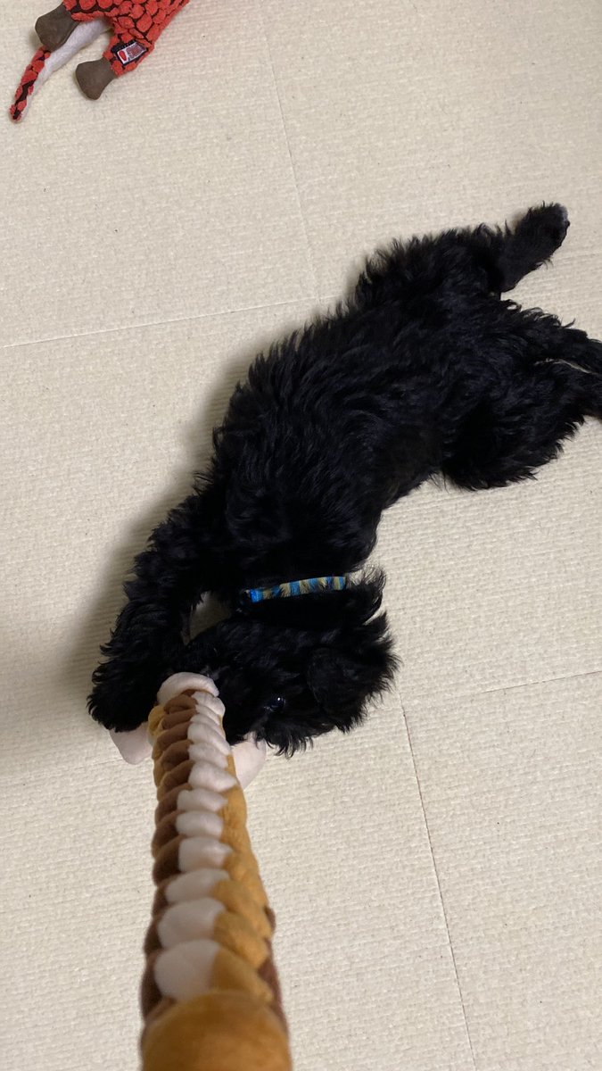 sumimaru2021's tweet photo. 「#すみまる 」9日目 昼
おしっこは失敗と成功、半分半分くらい。
2日前に抱っこ散歩デビュー。今日は随分余裕の抱っこ散歩でした。
甘噛みがひどい🥲
#sumimaru #シュナプー #シュナプーmix犬 #シュナプー黒 #シュナプー男の子 #シュナプー子犬 #シュヌードル #シュヌードル黒 https://t.co/2FSn6nqB0n