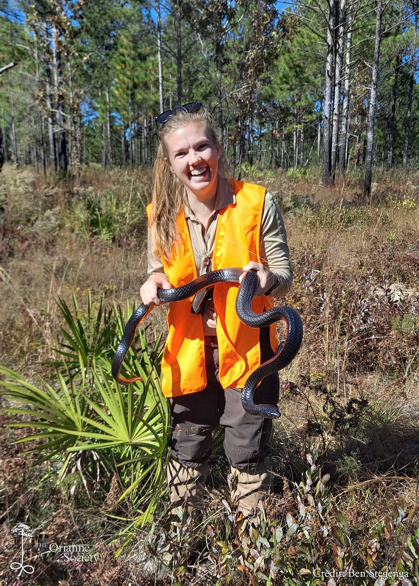 OrianneSociety's tweet photo. We were recently joined in the field by USFWS Biologist, Leah Delahoussaye, for some hands-on Indigo Snake training. We had a couple great survey days, and she can now use that experience to help build a up a similar monitoring program in central Florida. #usfws #easternindigo https://t.co/d11x9vAgB5