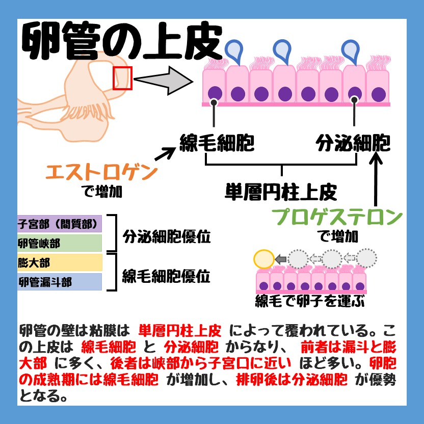 細胞検査士 Twitter Search Twitter 細胞検査士 Twitter Search Twitter
