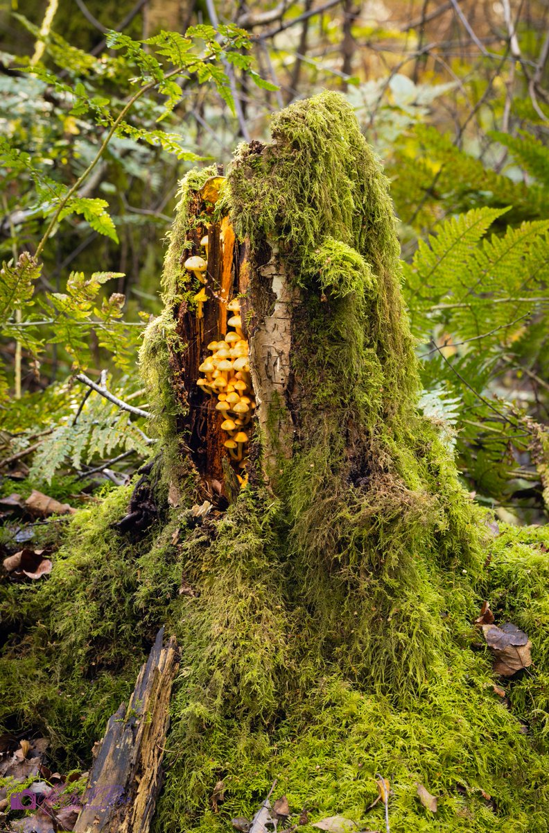 Mushrooms are definitely in season 🍄

#mushrooms
#naturephotography
#fungi
#woodland
#staffordshire
#wildlifetrust
#glowingmushrooms