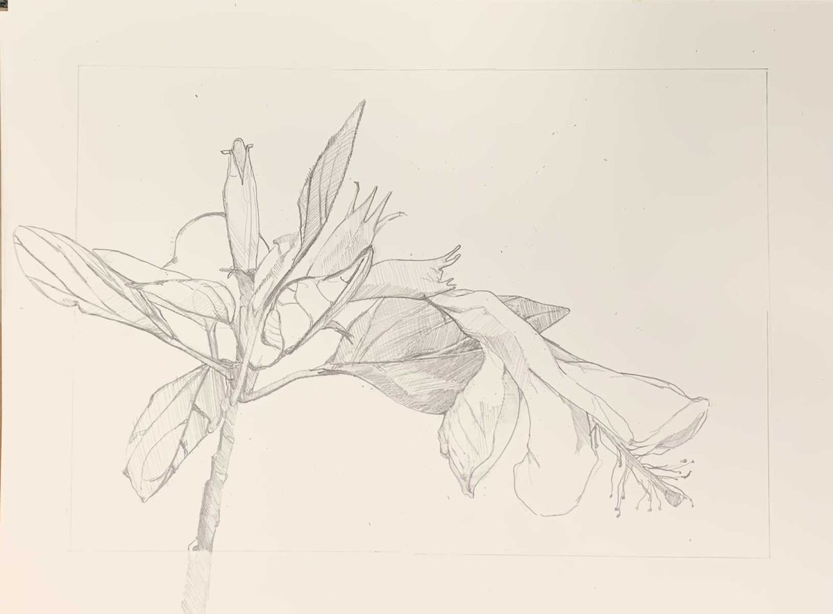 My Day 11 Pencil Drawing: Kokiʻo keʻokeʻo
primalmarks.blogspot.com/2021/11/day-el…
#Pencildrawing #pencil #art #ArtistOnTwitter #sketch #Hawaiiana #Drawing #pencilart 

My blog entry includes poem "Oh, Rare Hibiscus," by <a href="/mscator/">Leia Cator (ˆ◡ˆ)❀</a>.