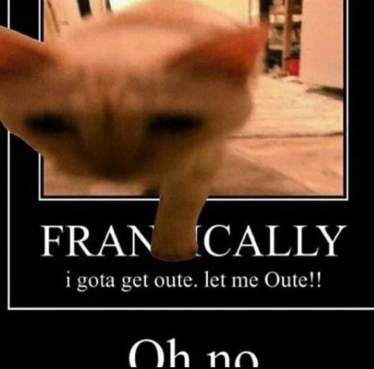 The cat is escaping