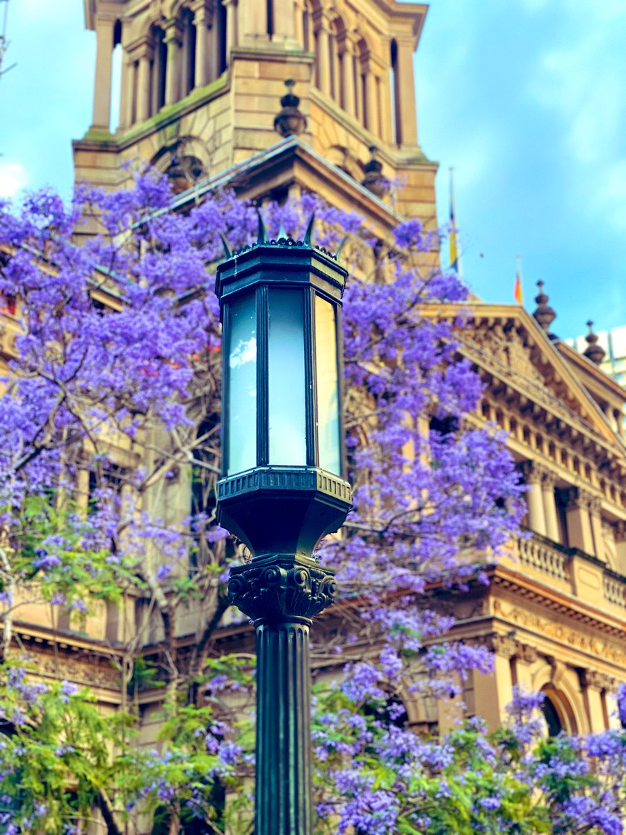 wanderlusterers's tweet image. Was forced into office today but got to catch the last of the Jacaranda season 😌 #SydneySpring