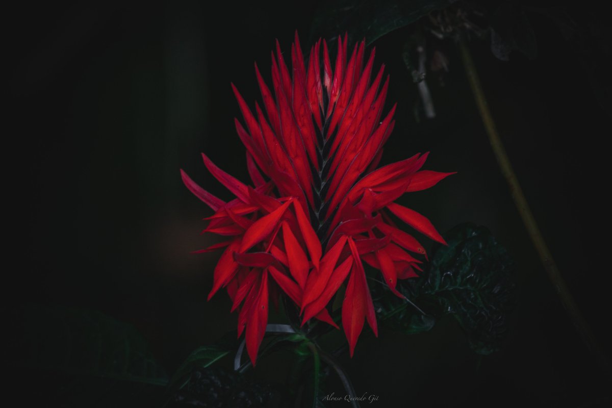 Las Flores de los bosques Colombianos, #FloresDeColombia, #TwitterNatureCommunity, #Colombia, #flores, #Flowers, Colombia un país biodiverso, #NaturePhotography