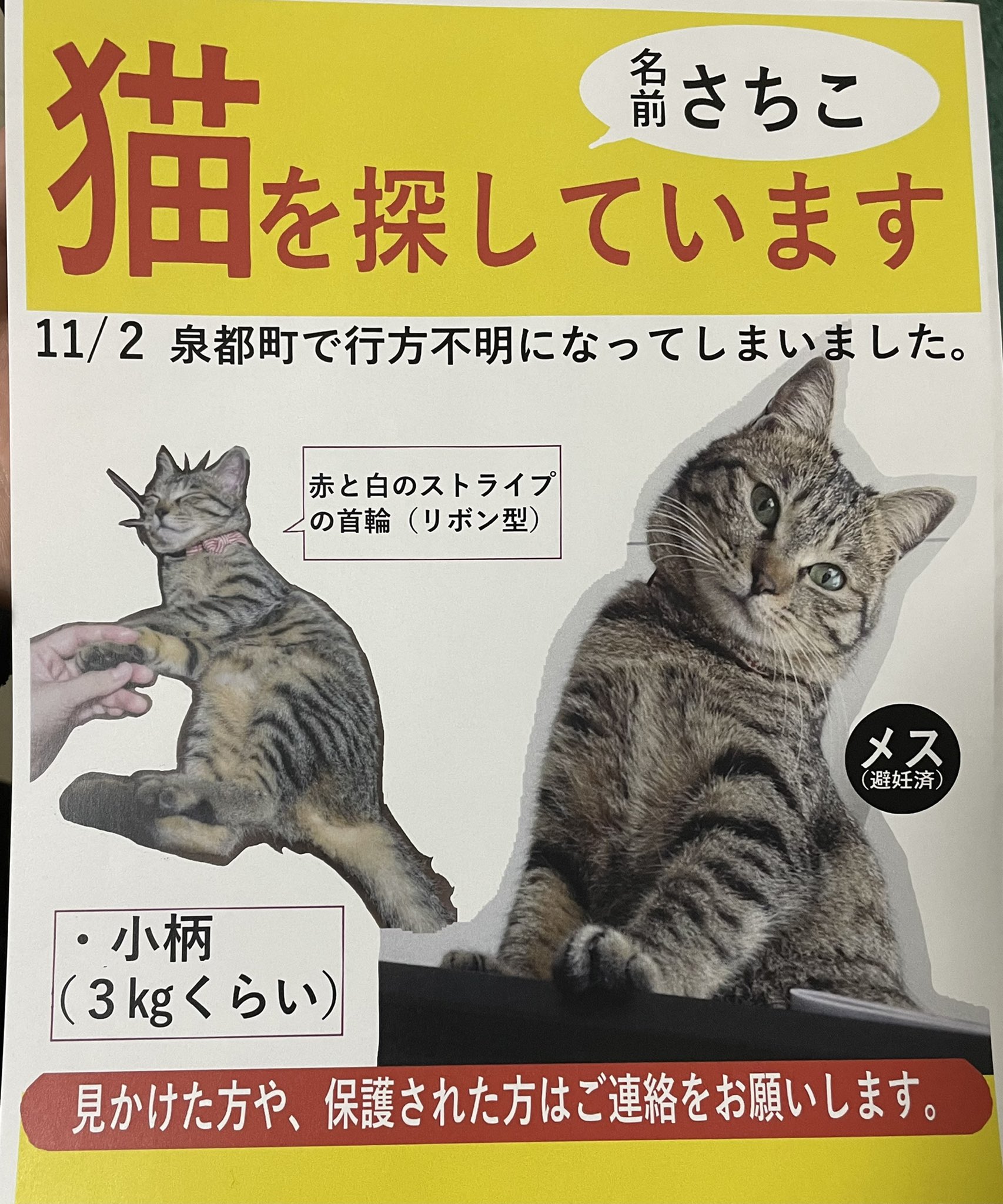 イブキ ペット探偵ペットヘルプ 猫を探しています 拡散希望 日時 11月2日から迷子猫 場所 山口県 山口市 泉都町 名前 さちこ メス 1歳 避妊済み3kg 特徴 しっぽが長い 赤白ストライプの首輪 リボン形 見かけたらご連絡お願いし