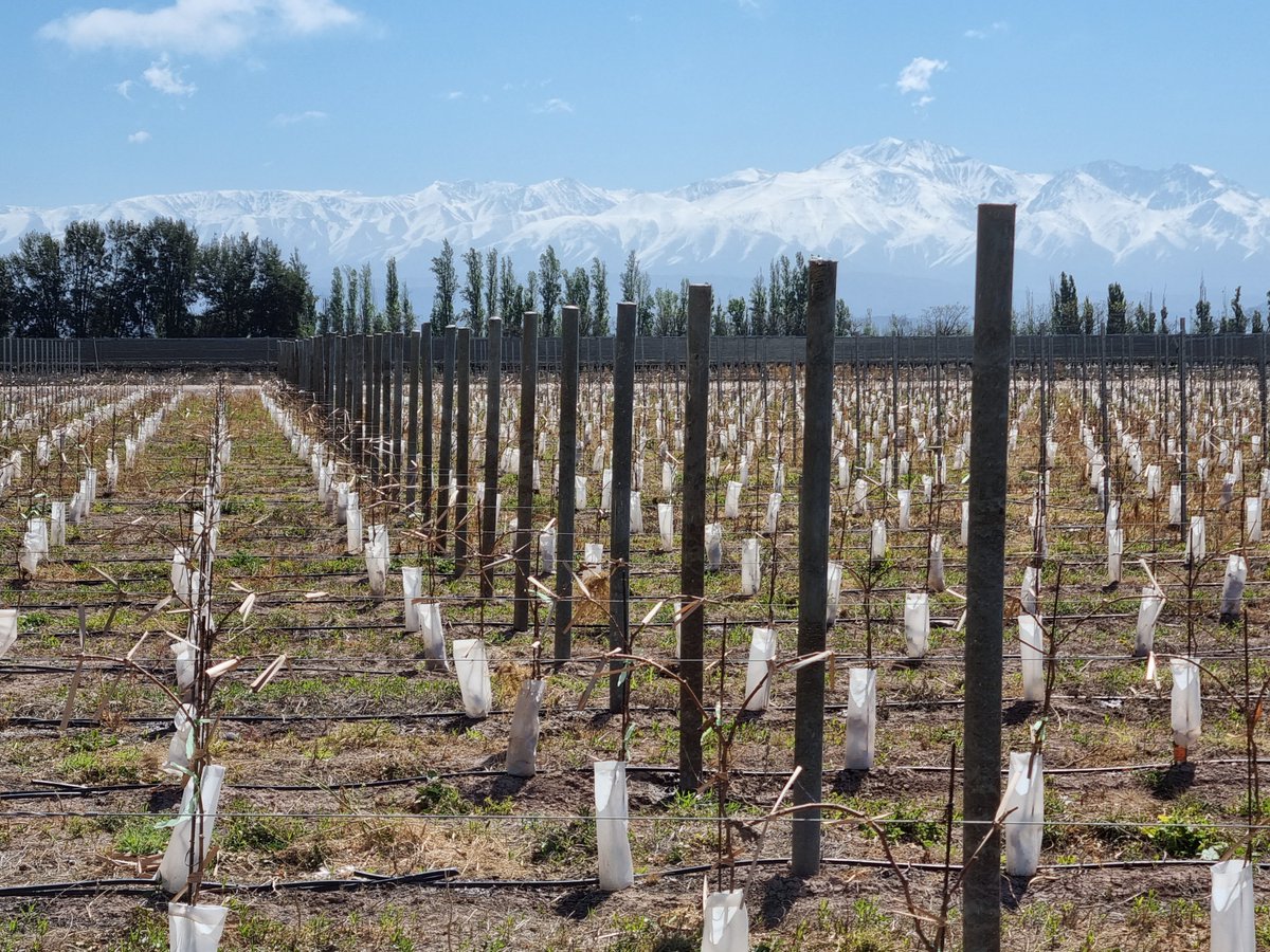 Maderaplastica3's tweet photo. Visitamos la Bodega Zolo @bodegatapiz donde instalaron nuestros postes plásticos. Se recuperaron mas de 2000 kg de residuo plástico! mas empresas se suman al cambio! Gracias! #economiacircular #maderaplastica #Mendoza #reciclamostodo https://t.co/Hy5UkCA0Rm