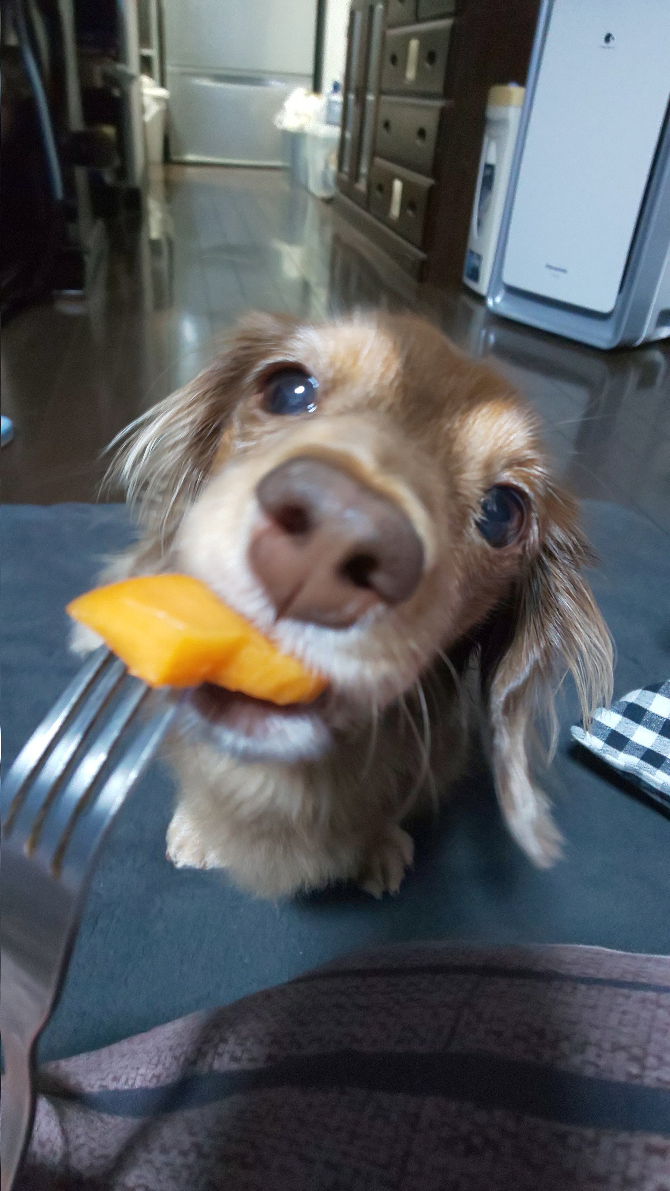 ぺんぎん かーき 柿 ミニチュアダックス プラムケンネル 短足犬 チョコタン 富有柿 T Co Uqg0apvahn Twitter