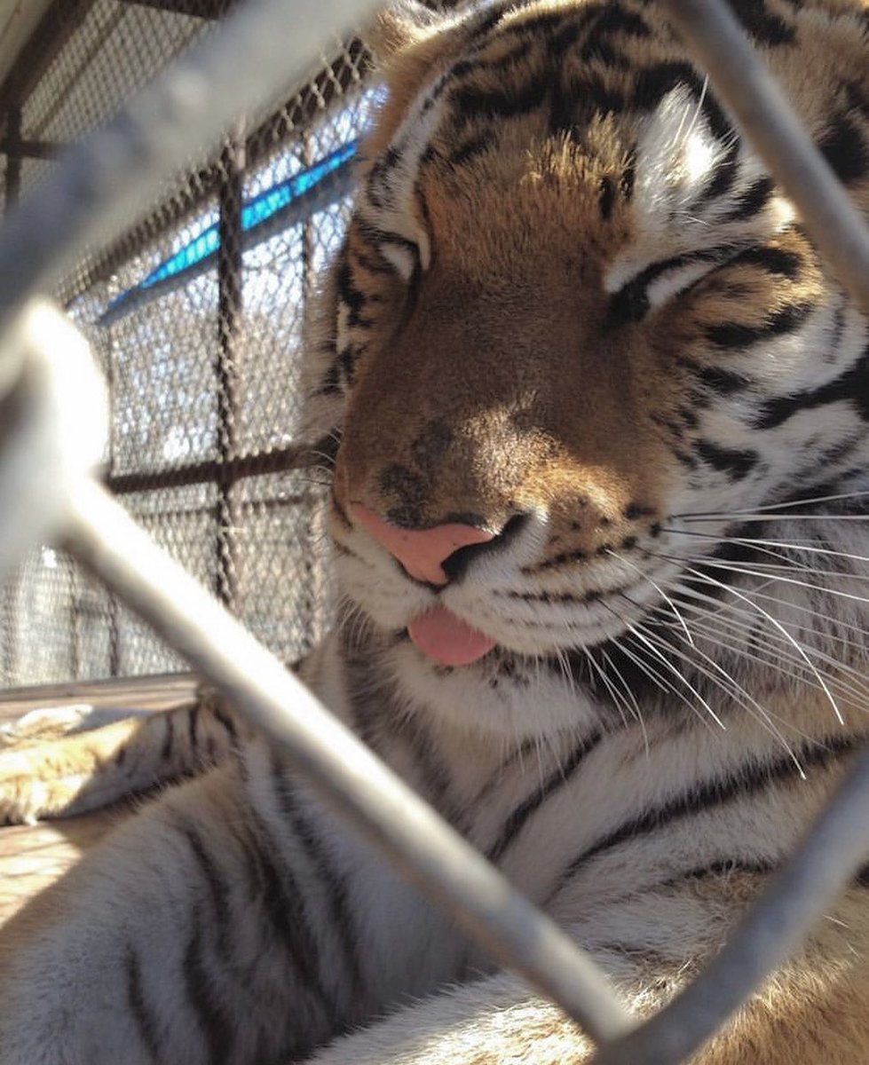 ARTIFAXING tweet media