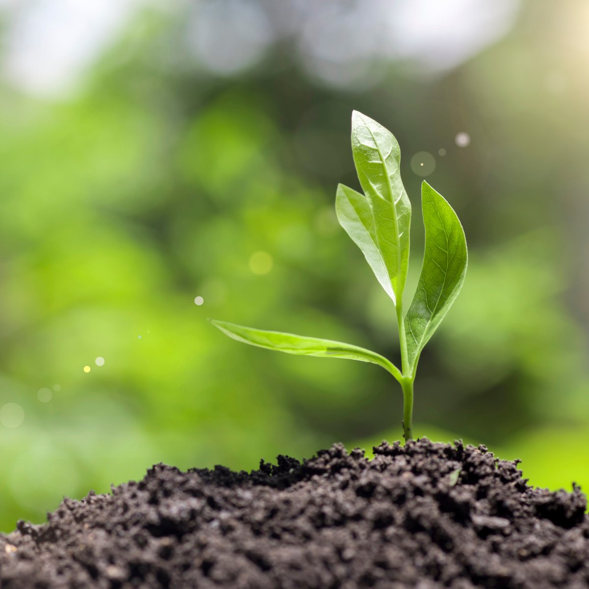 exotifruit's tweet photo. 23% of greenhouse gas emissions caused by humans come from agriculture and forestry. 🌎

#carbonreduction is a huge topic right now, and in our latest news post, we explored the big new green initiatives being introduced by Andrade, and its sister brand, LimaVerde. https://t.co/nFYiOYX71D