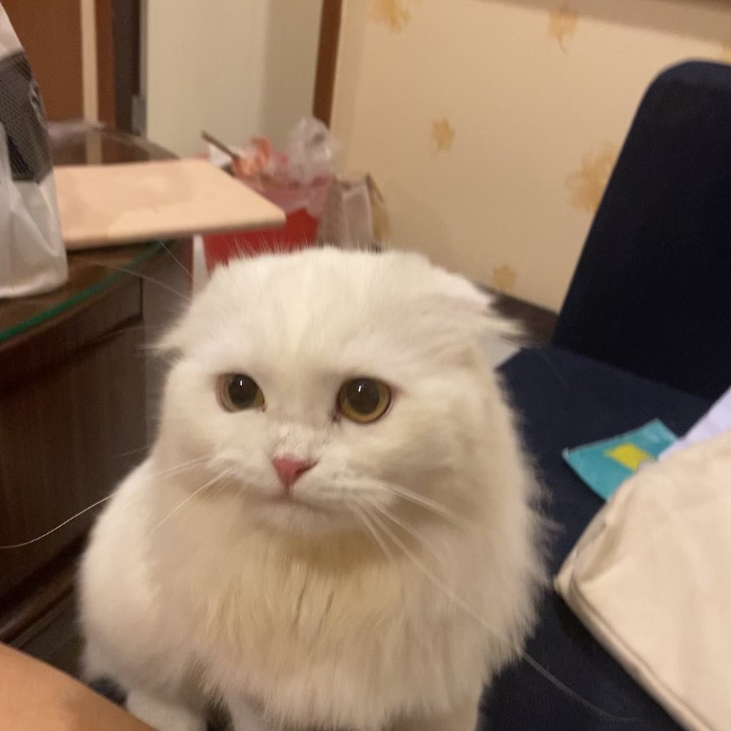 มันโกรธ ไม่ให้กินก๋วยเตี๋ยวเป็ด