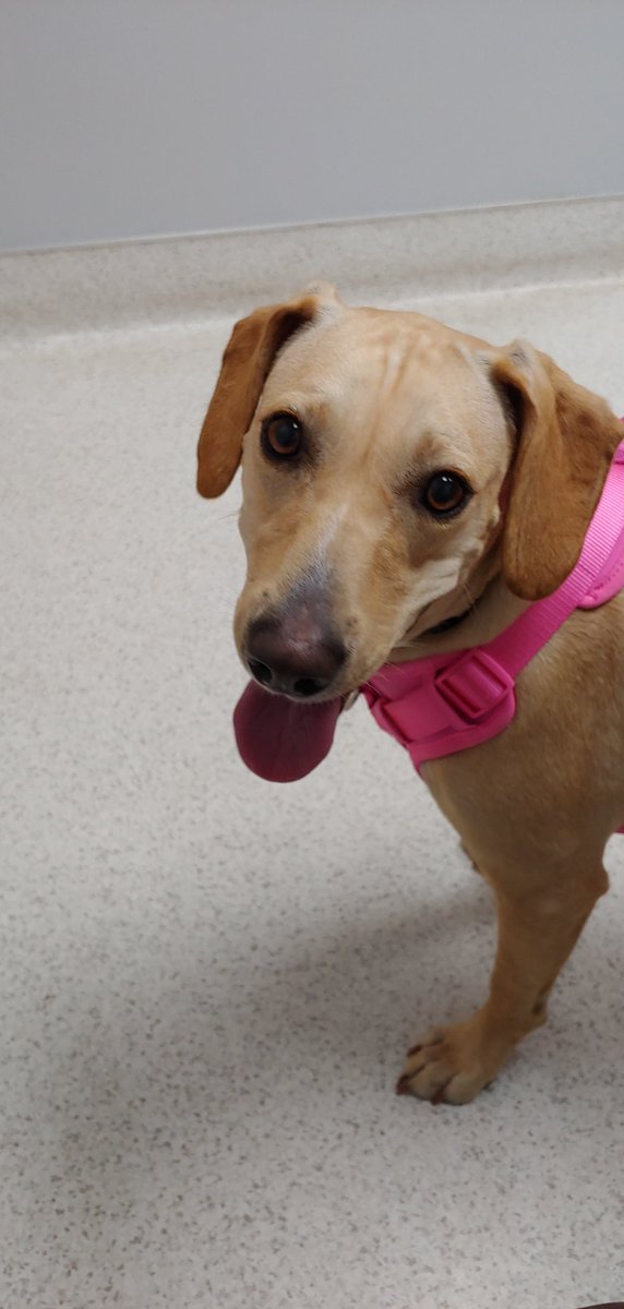 RachelMotte's tweet photo. This sweet girl has mastered 6 words on her @FluentPet AAC device. She combines words ("look outside") and uses "look" when she wants the window, and when she wanted my attention. Time to add to her vocabulary! #talkingdog #hungerforwords https://t.co/BWRiD8zd9N