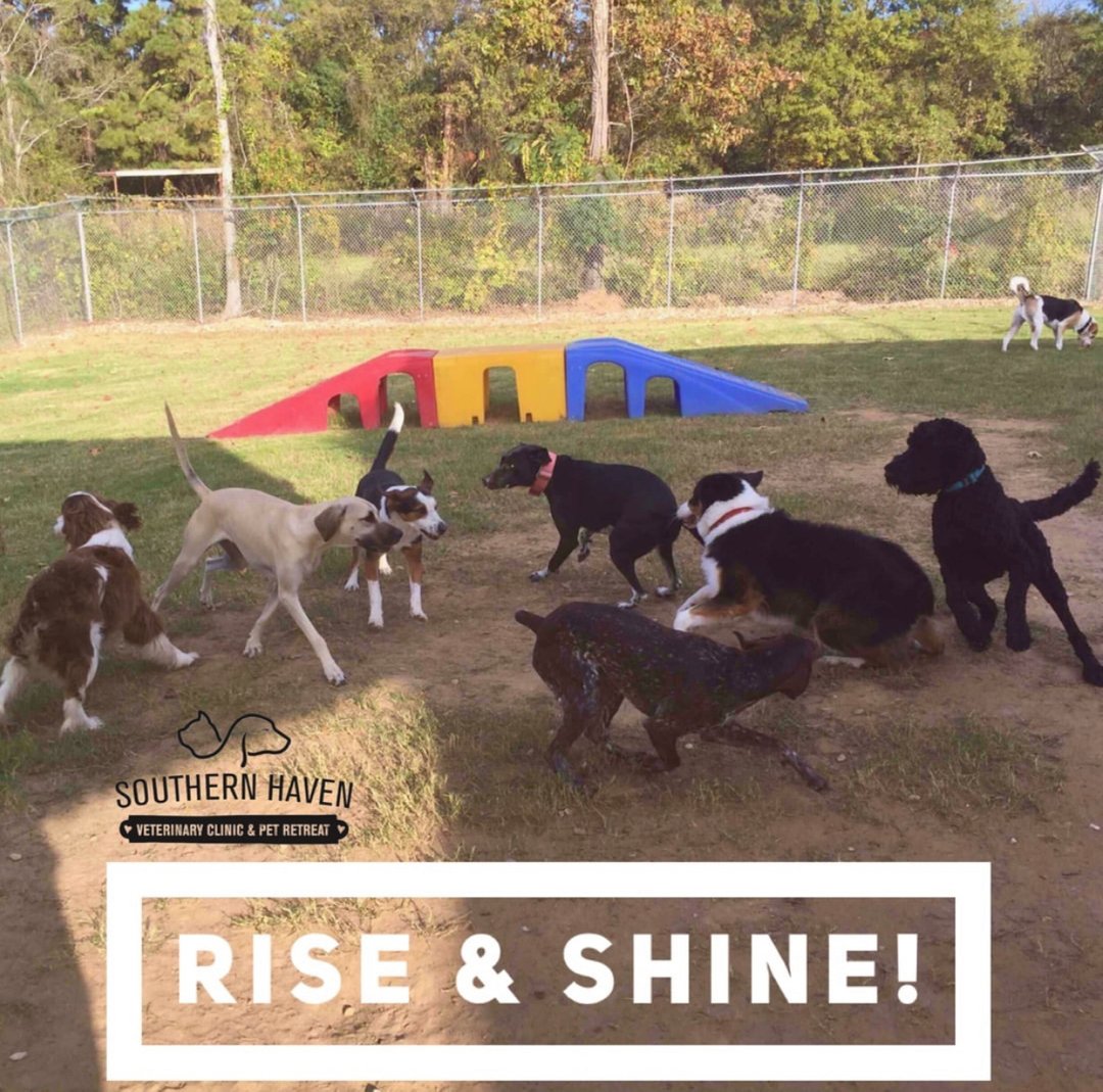 DrEm_HavenVet's tweet photo. Up and at 'em! 🌞🌻♥️🐾⠀⠀⠀⠀⠀⠀⠀⠀⠀
••LOVE•• #SHVC Doggie Daycare Pups! ⠀⠀⠀⠀⠀⠀⠀⠀⠀
⠀⠀⠀⠀⠀⠀⠀⠀⠀
#shvc #southernhavenvet #lufkin #yulelovelufkin #nac #nacogdoches #sfa #hudson #huntington #diboll #corrigan #easttexas https://t.co/Q44bRhe7fj