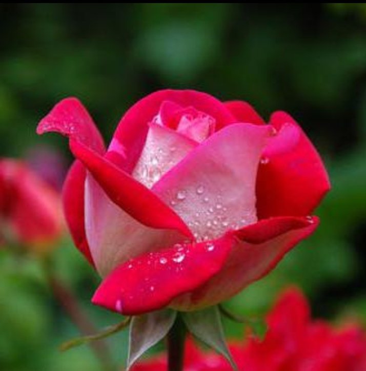 LRetalho's tweet image. Uma rosa pode ser linda mas cuidado que ela tem espinhos que podem te machucar