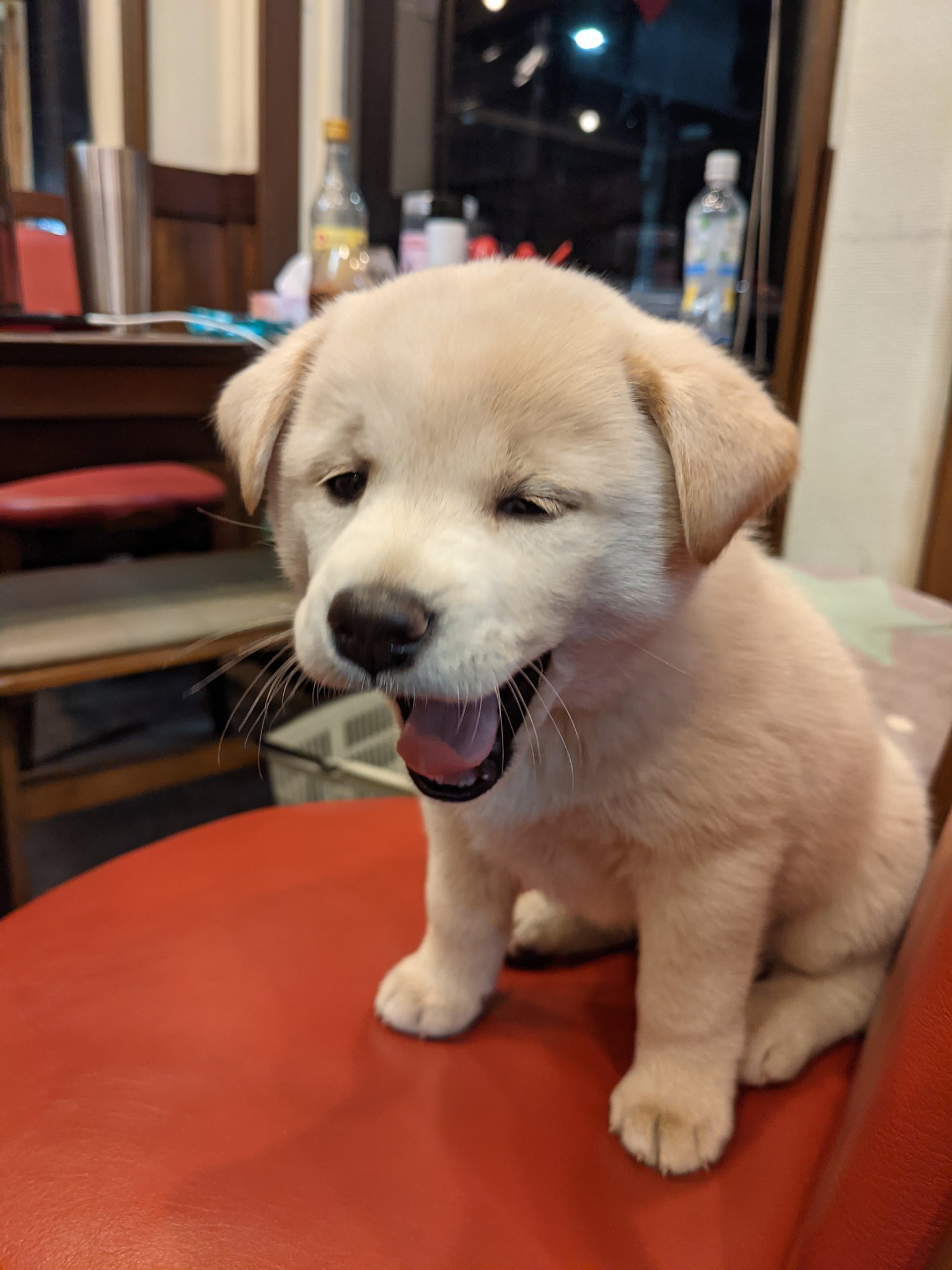 ぴ 中華料理屋終わりかけに行ったら 子犬がいて店の人全員めろめろになってたし デザートはかわいい子犬モフ 幸せ T Co Y3abfjwaka Twitter