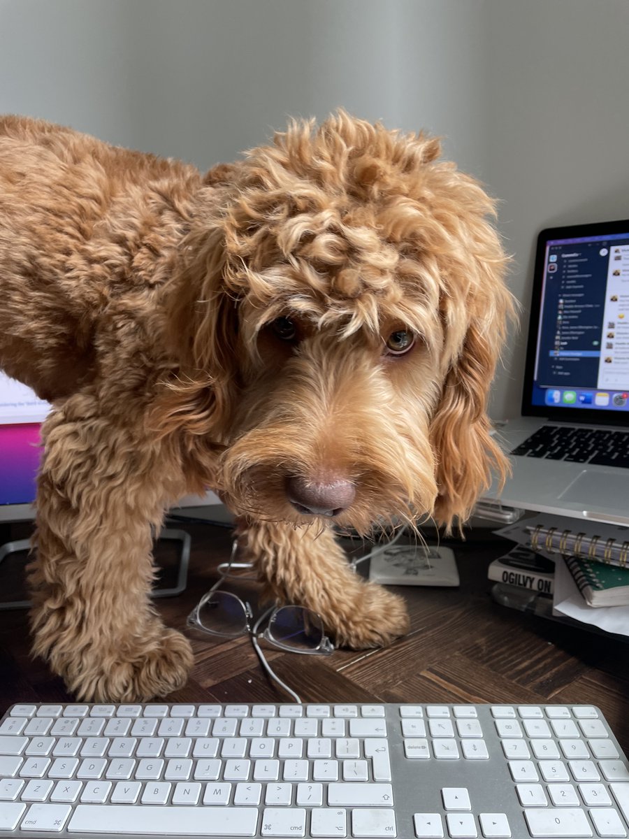Look at our cute #OfficeDog! 

...right, now that's got your attention, we're hiring a new #PRIntern. Imagine all the puppy cuddles you'd get! Not to mention a varied, programme for those eager to learn and seize new opportunities...

Find out more here: thecommsco.com/careers