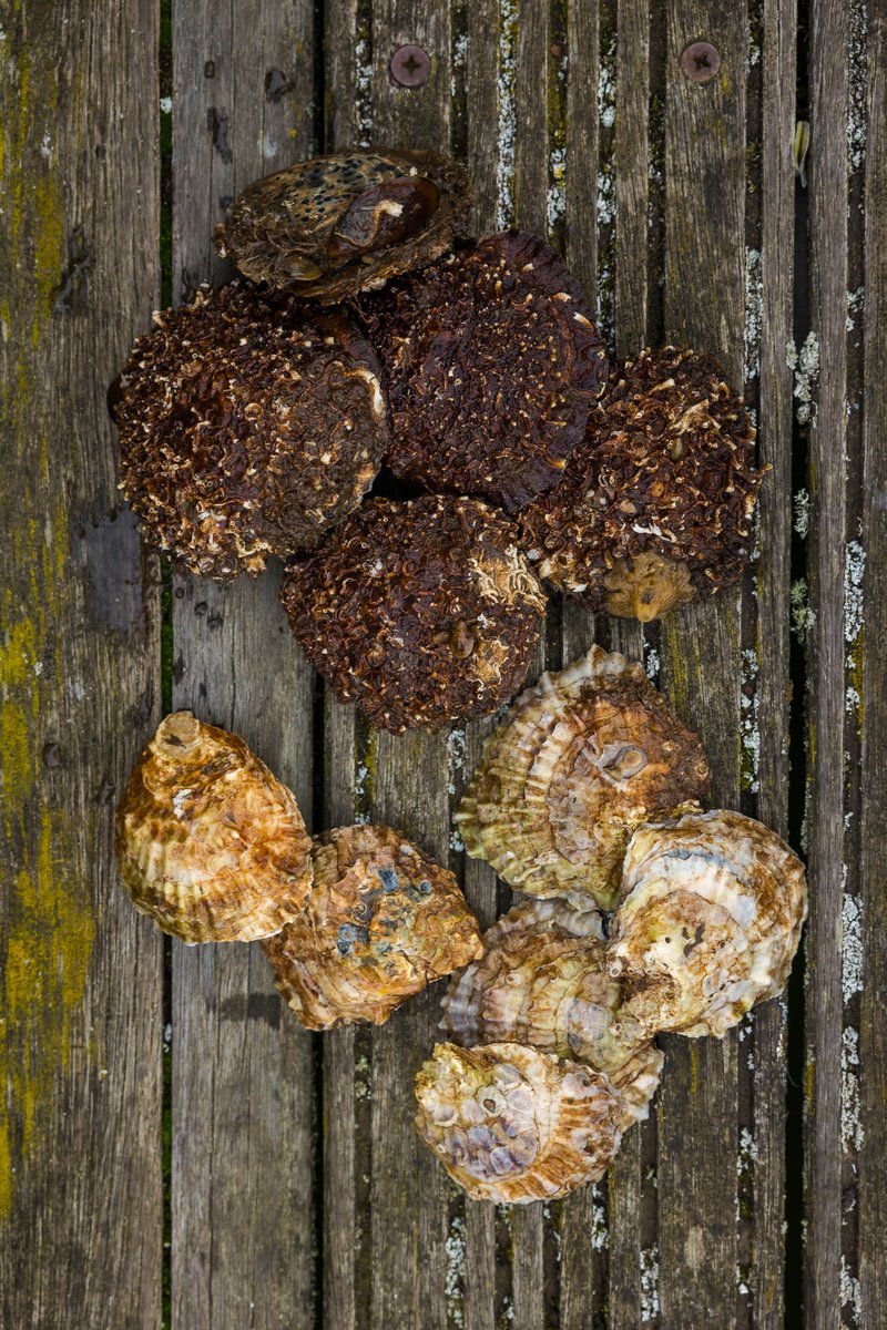 Wild_Oysters's tweet photo. The students got to see the diverse sessile #MarineBiodiversity living on the oyster shells. 
📸 Check out the new clean oysters at the bottom compared to the oysters who have been colonised for 8 months at the top! #TubeWorms #Barnacles #BlueMussel #Hydroids #Sponges https://t.co/AP8HDg44eB