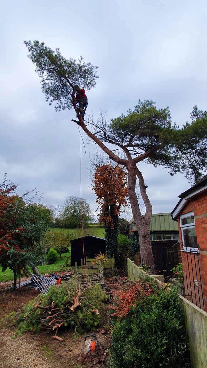 PrimaryTreeSurg's tweet image. JZ getting some timely practice in ahead of his official accredited climbing certification later this month, with fantastic support &amp;amp; development from Team Leader JT &amp;amp; the rest of the team in the last year #treesurgeonsintraining #learnonthejob #nevertoolate #bethechange