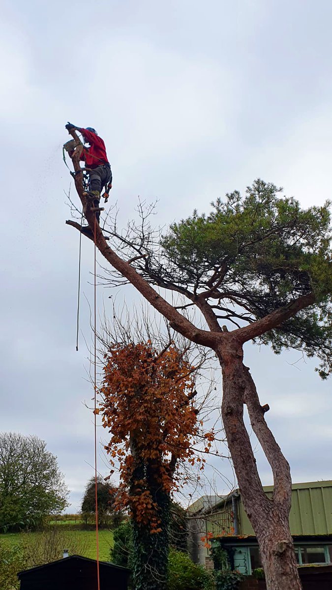 PrimaryTreeSurg's tweet image. JZ getting some timely practice in ahead of his official accredited climbing certification later this month, with fantastic support &amp;amp; development from Team Leader JT &amp;amp; the rest of the team in the last year #treesurgeonsintraining #learnonthejob #nevertoolate #bethechange