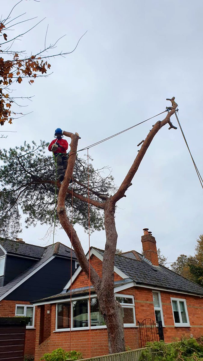 PrimaryTreeSurg's tweet image. JZ getting some timely practice in ahead of his official accredited climbing certification later this month, with fantastic support &amp;amp; development from Team Leader JT &amp;amp; the rest of the team in the last year #treesurgeonsintraining #learnonthejob #nevertoolate #bethechange