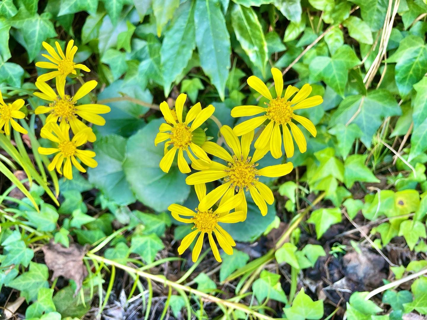 愛よ甦れ Twitter Search Twitter