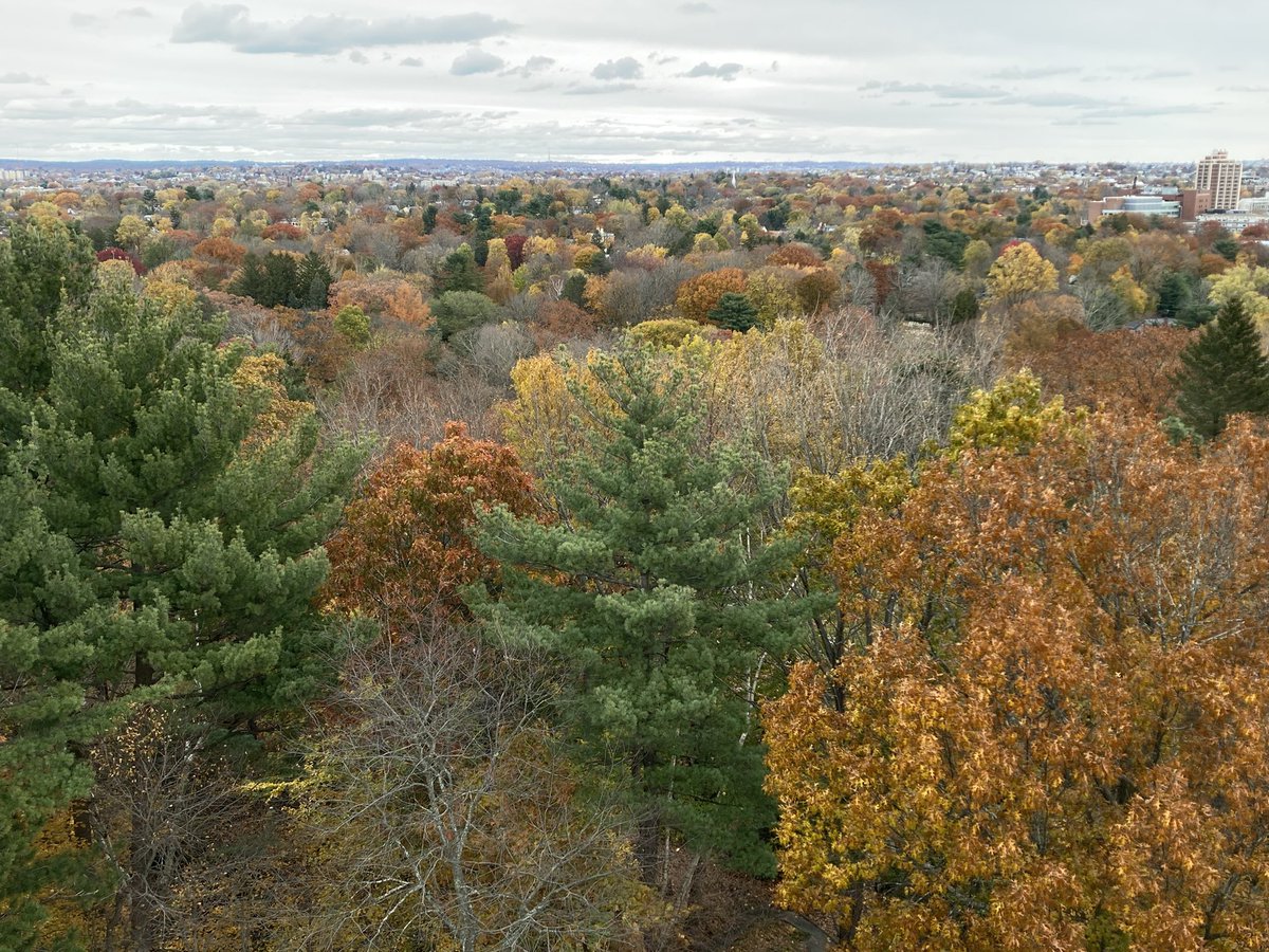 lulivelez1's tweet photo. Shades of Autumn @MountAuburnCem https://t.co/3LaL7EPCoP