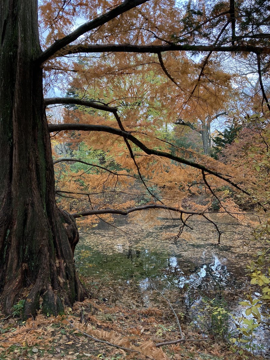 lulivelez1's tweet photo. Shades of Autumn @MountAuburnCem https://t.co/3LaL7EPCoP