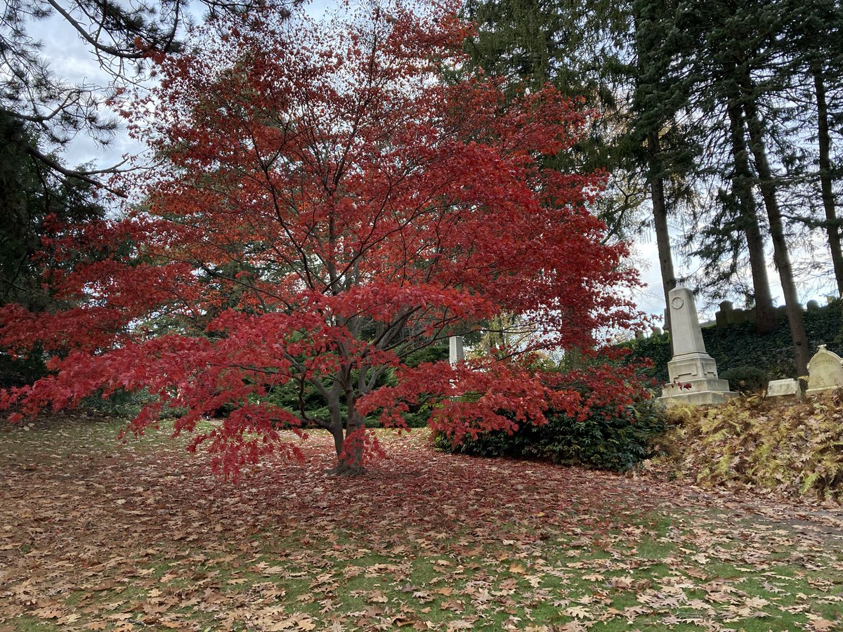 lulivelez1's tweet photo. Shades of Autumn @MountAuburnCem https://t.co/3LaL7EPCoP