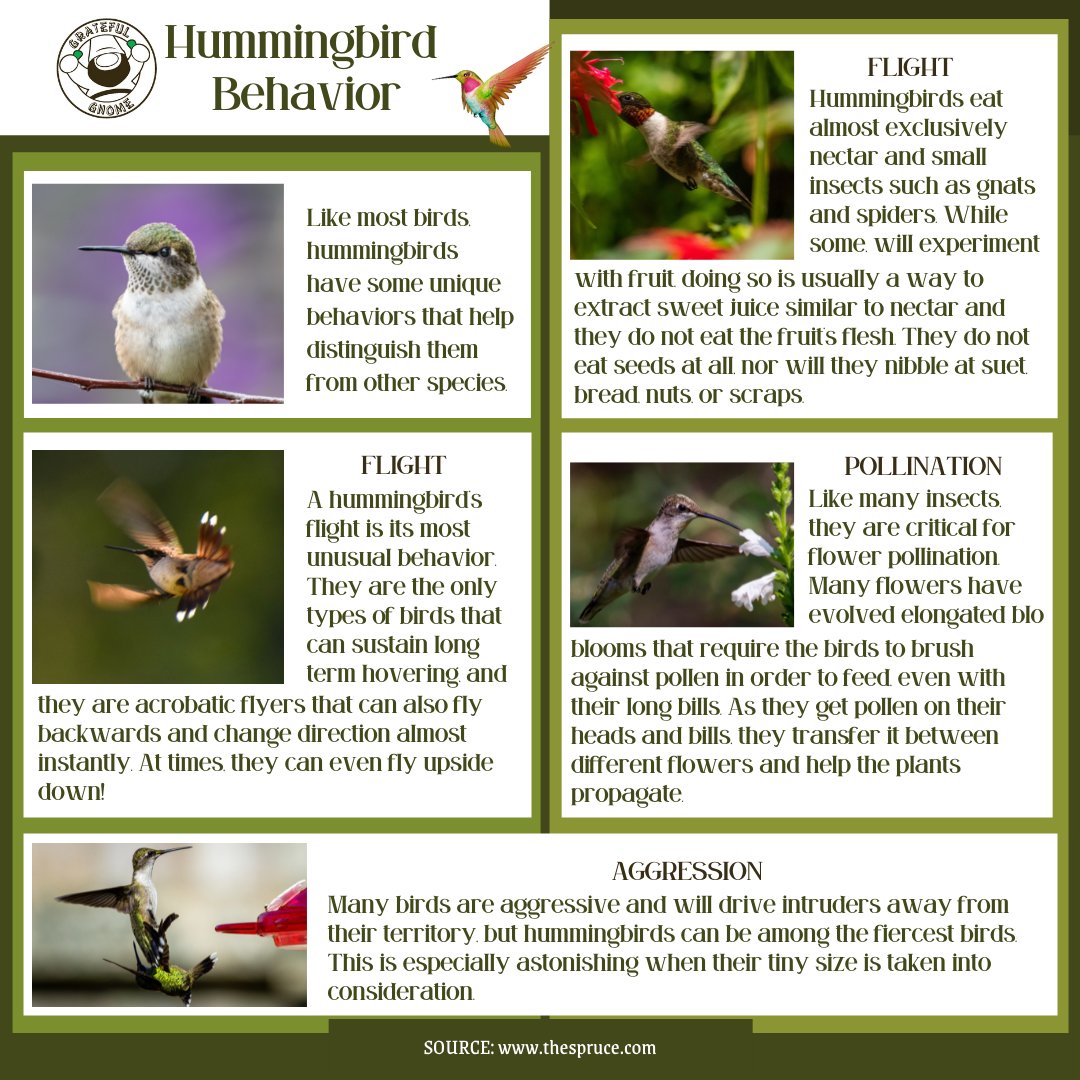 GratefulGnome's tweet photo. Hummingbird Behavior
#hummingbirdfacts https://t.co/sjGwX0UKhX