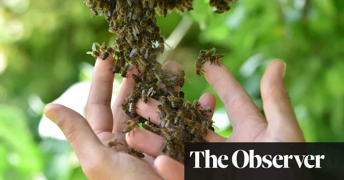 BlackBeeHoney's tweet photo. Rare descendant of native British honey bees found at Blenheim Palace! 😀 🐝https://t.co/KmMYLHZ5IZ #nativehoneybees #blenheimpalace https://t.co/75ixWB17wf