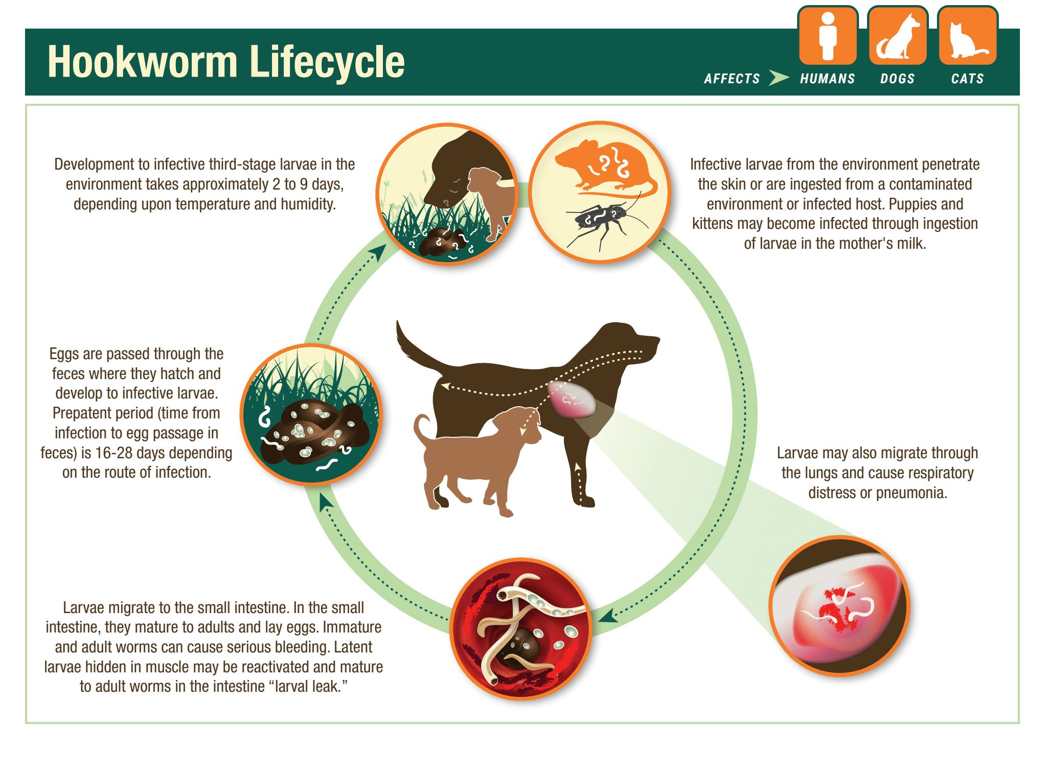 CAPC on X: CAPC recommends testing all dogs for hookworms by