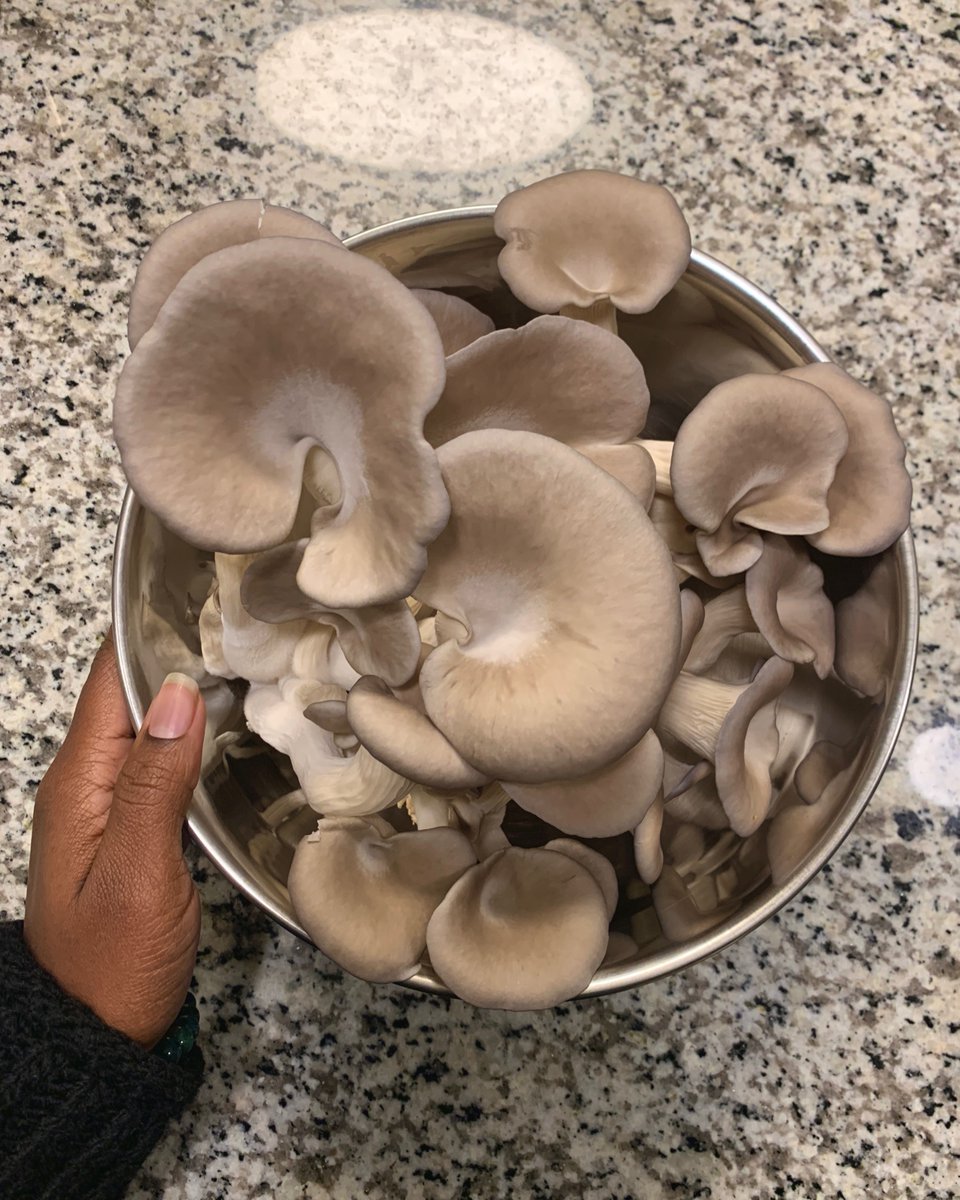 withcarrington's tweet photo. homegrown mushrooms https://t.co/1sOvcbGXNc