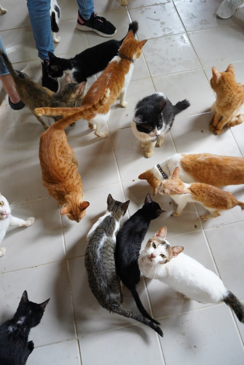 isladiwa's tweet photo. Thank you for making this possible #Cardano #CNFT @PurritoCoin @isladiwa community 🙏🐾 Can't wait to visit next time soon!~

https://t.co/wSu2qN2bAW
https://t.co/tYk4DoYnSY https://t.co/i7rJjSooOU