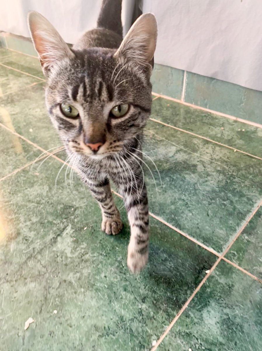 🐱 Tigre en adopción 🐱
🐾 macho
🐾 aprox un año
🐾 super dócil y mimoso 
Sus dueños decidieron darlo en adopción y también a sus perritos 🥺
Si queres que este atigrado hermoso sea tu compañero, escribinos 🥰 3584497367
Por favor compartir 🙏 
<a href="/VivireNuevaCba/">VivirenNuevaCórdoba®</a> <a href="/yo_nva/">YoVendoNvaCba</a> @en_guemes