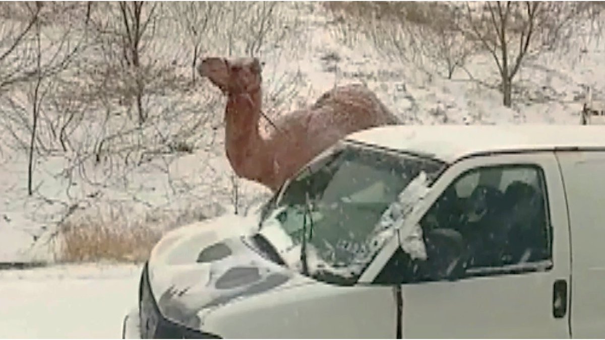 OtimMichael's tweet image. Meet Einstein, the famed Pennsylvania #SnowCamel.❄️ 🐪

ARTICLE: patch.com/pennsylvania/l…