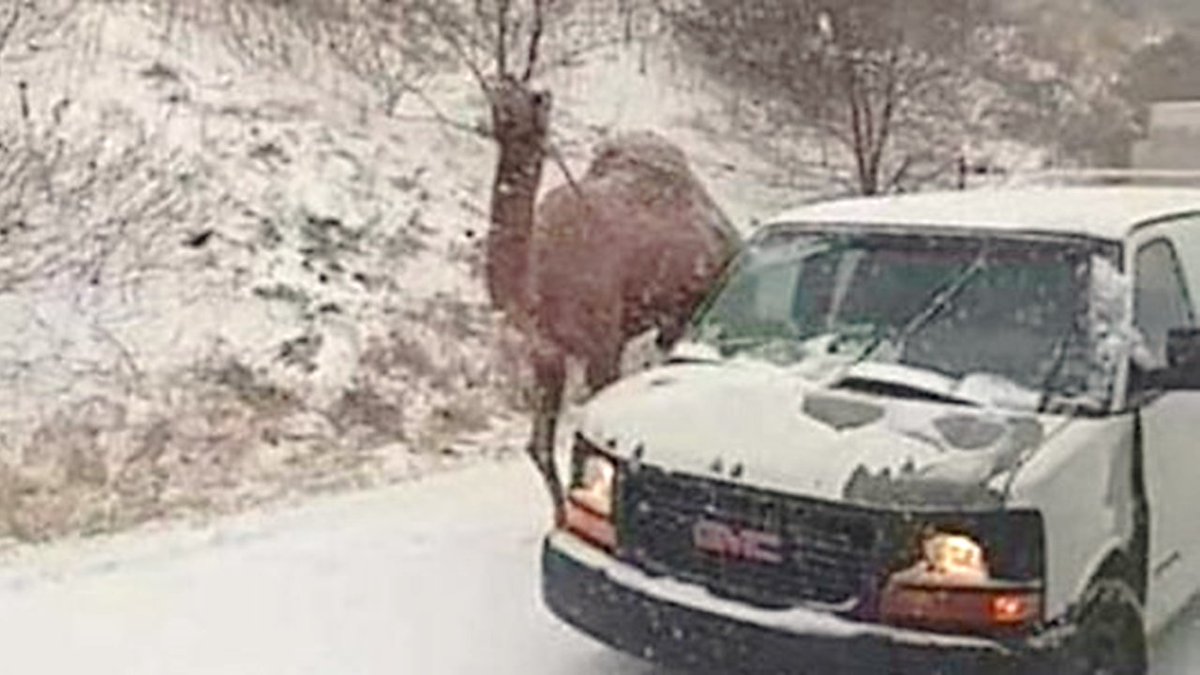 OtimMichael's tweet image. Meet Einstein, the famed Pennsylvania #SnowCamel.❄️ 🐪

ARTICLE: patch.com/pennsylvania/l…