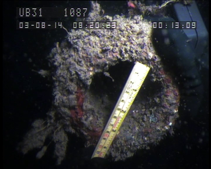 wessexarch's tweet photo. #OTD #OnThisDay in 1915 UB-31, a German submarine, was launched. 

Back in 2014, @HE_Maritime commissioned us to assess this wreck, along with a number of other First World War submarines. 

#marine #archaeology #MaritimeArchaeology #geophysical #diver #survey #wreck #submarines https://t.co/xkEudzypxo