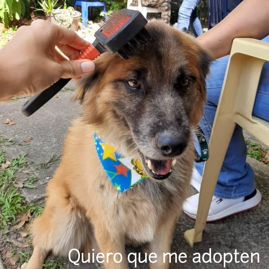 asoc_vpla's tweet photo. Me pongo guapo para que una familia se enamore de mí ❤️ Me llamo Toby y soy el perro más amoroso. Estoy vacunado, desparasitado y castrado 🐾 Ayúdame con RT para llegar a esa persona especial. INFO: #ViaWhatsapp al 0414.1372569 si deseas darme la oportunidad en #Ccs https://t.co/4GvgkAM5WD