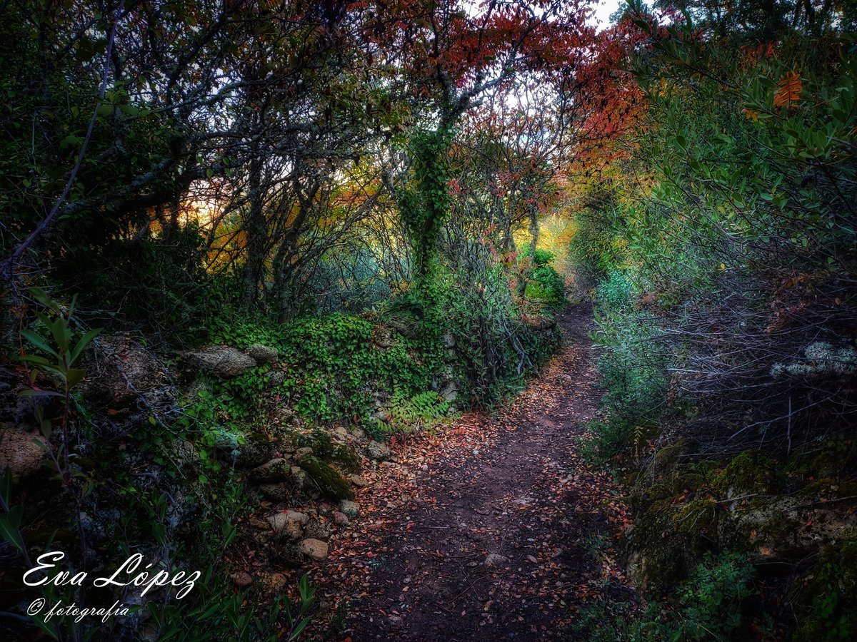 EvaM_Lopez's tweet photo. #LosZumaques
#AlcaláLaReal #Jaén #Andalucía #ruta #sendero #vereda #camino #zumaques #otoño🍁 #Noviembre #paisaje #landscape #campo #senderismo #naturaleza #fotografía https://t.co/F6WQJQn52Q